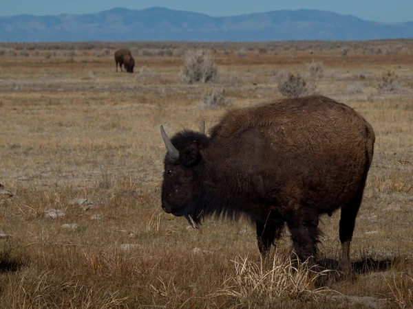 stock image Buffalo Ranch