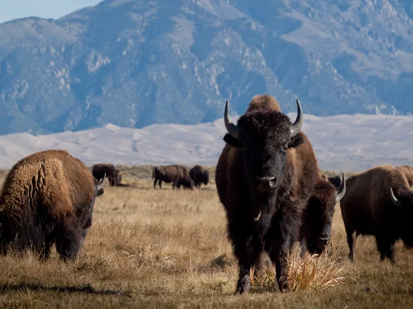 Buffalo Ranch — Stockfoto