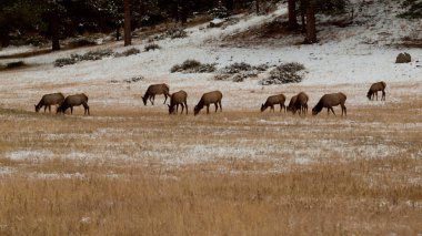 Elk in Winter clipart