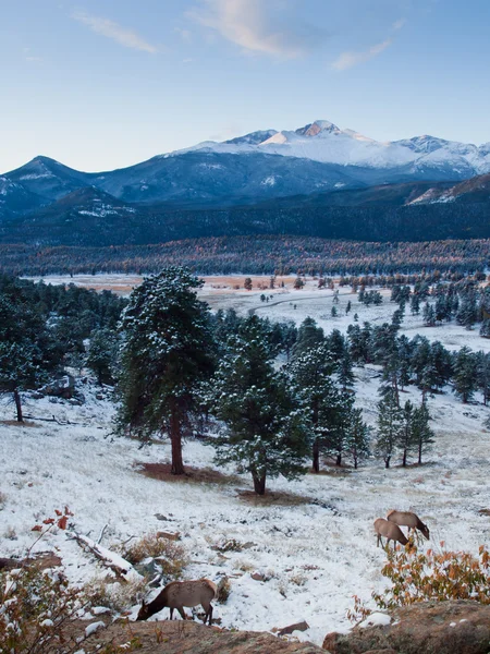 Rocky mountain nationalpark — Stockfoto