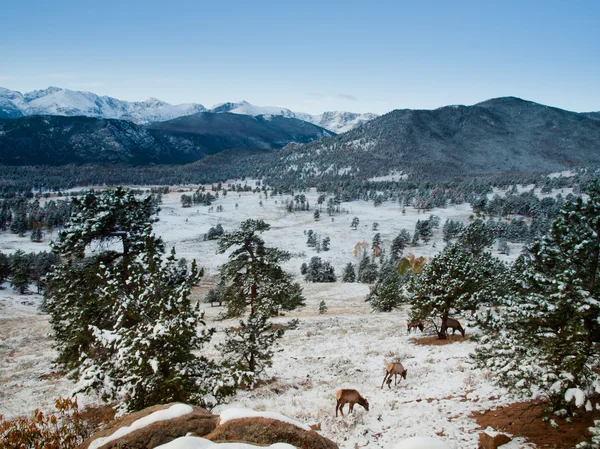 Rocky mountain nationalpark — Stockfoto