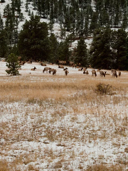 stock image Elk in Winter