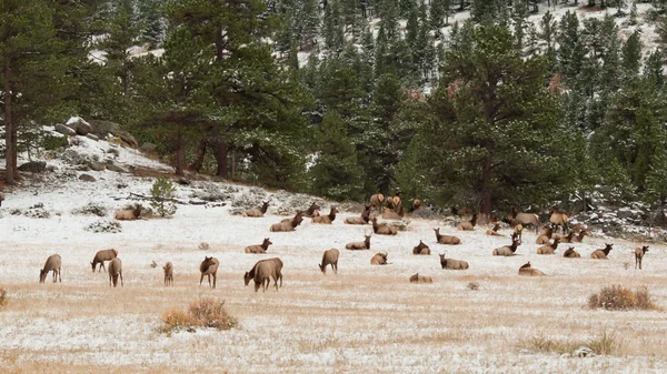 Kışın Elk — Stok fotoğraf