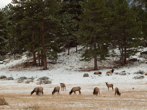 Elanden in de winter — Stockfoto