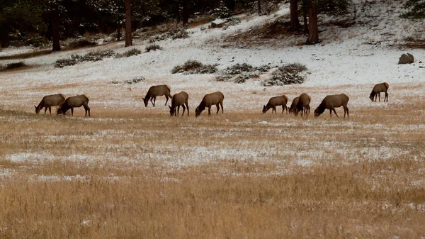 Elk in Winter — Stock Photo, Image