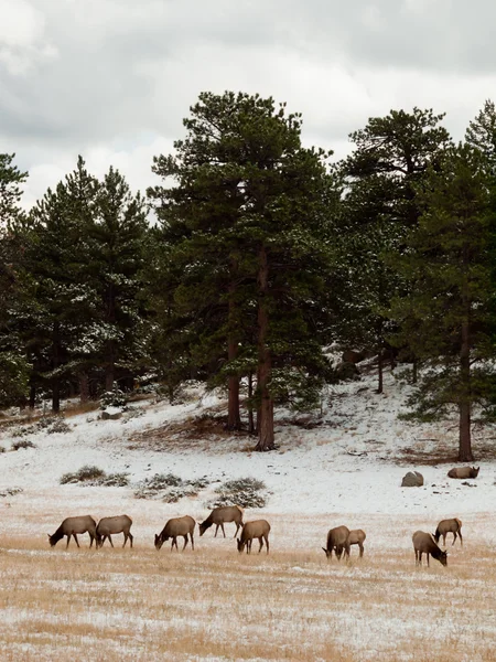 Elk in Winter — Stock Photo, Image