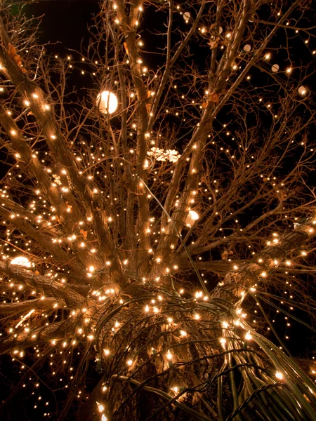 Árvore Decorada com Ligths . — Fotografia de Stock