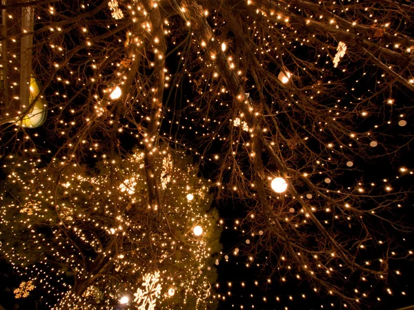 Tree Decorated with Ligths. — Stock Photo, Image