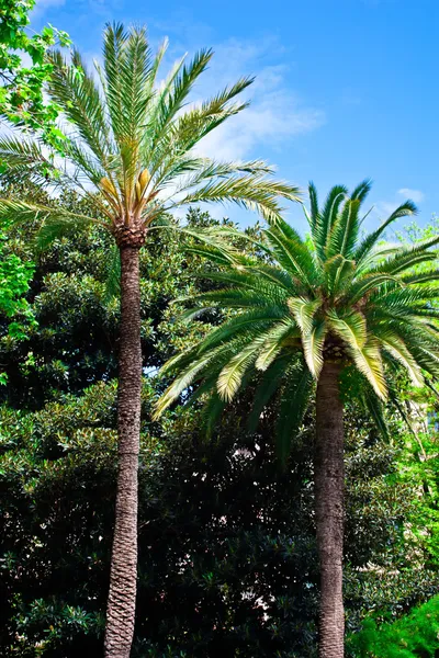 Palme tropicali, Maiorca . — Foto Stock