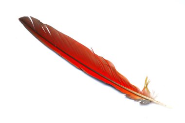 Big red feather clipart