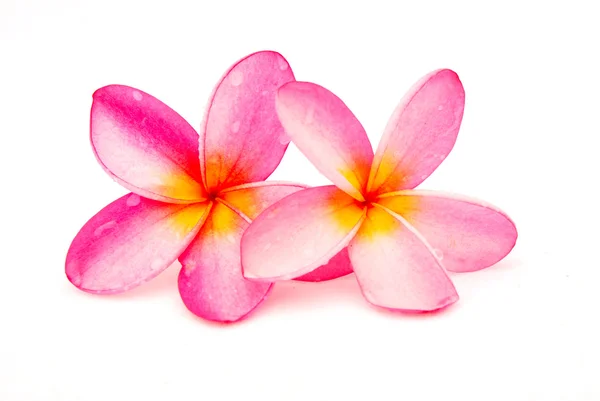 Güzel pembe frangipani plumeria çiçekler — Stok fotoğraf