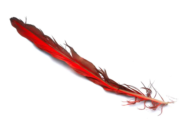 Pluma de pájaro rojo — Foto de Stock
