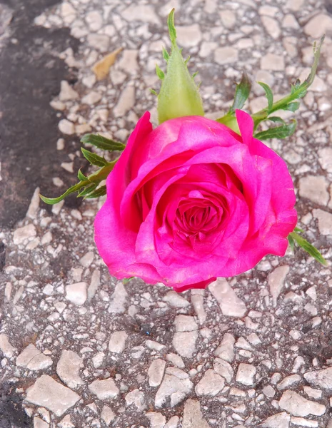 Róża rośnie z tar ropucha — Zdjęcie stockowe