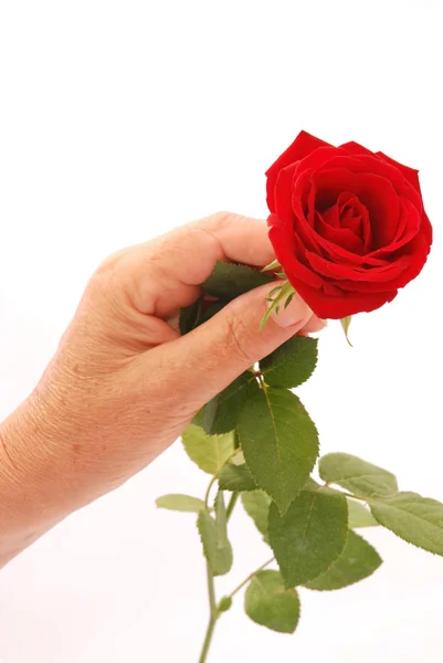 Dając czerwona róża — Zdjęcie stockowe