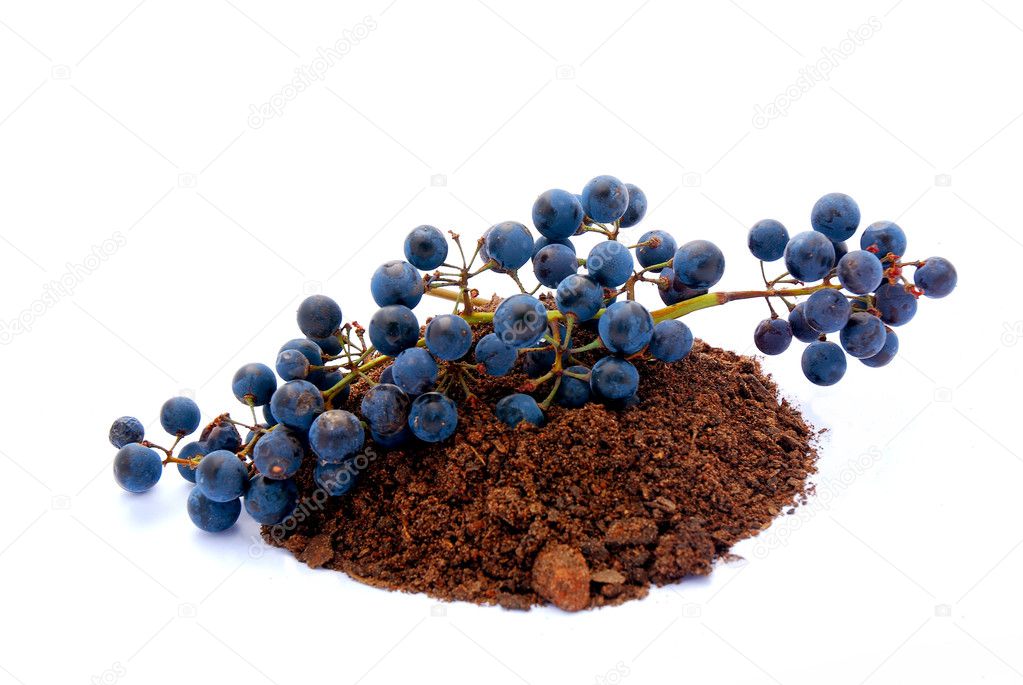 Blue Katoba grapes in soil