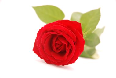 Red rose clipart