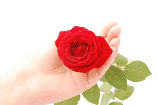 只手握住红玫瑰 — 图库照片