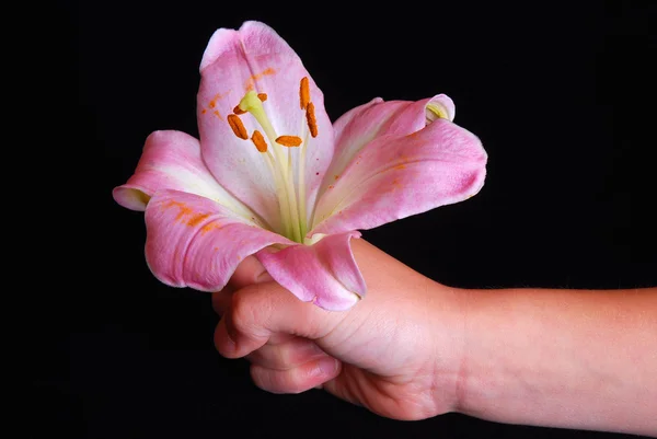 Κρίνος λουλούδι στο χέρι — Φωτογραφία Αρχείου