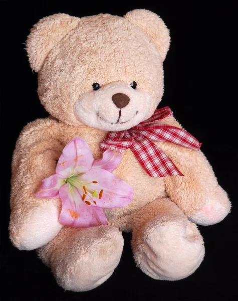 Teddy bear with lily flower — Stock Photo, Image