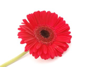 Red flower isolated clipart