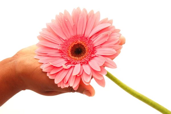Розовый цветок в руке — стоковое фото