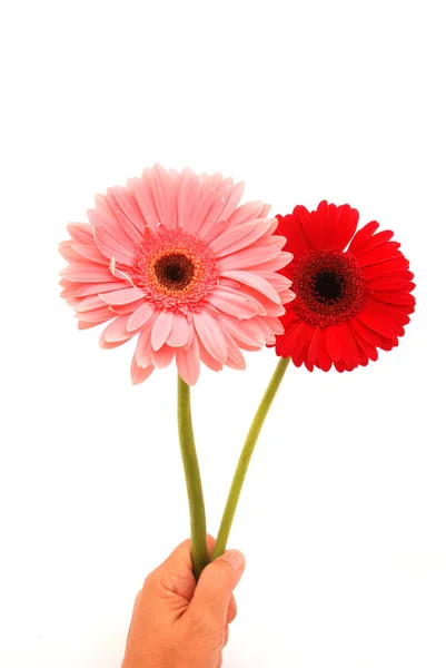 Happy birthday flowers in hand — Stock Photo, Image