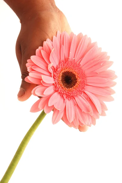 Rosa Blume in schwarzer Hand — Stockfoto