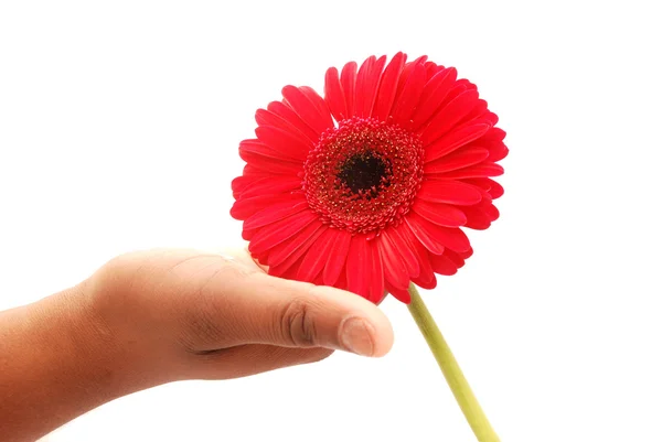 Siyah el ile kırmızı çiçek — Stok fotoğraf