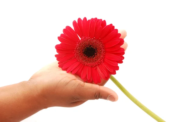 Kéz virággal — Stock Fotó