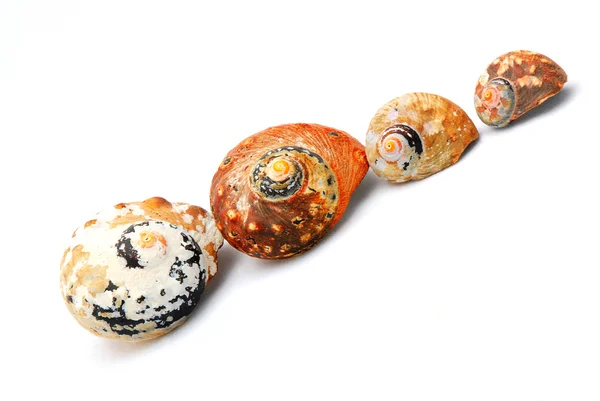 Periwinkle seashells family — Stock Photo, Image