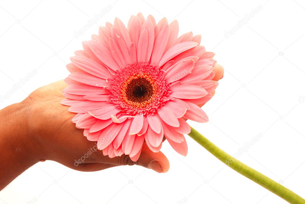 Pink flower in hand