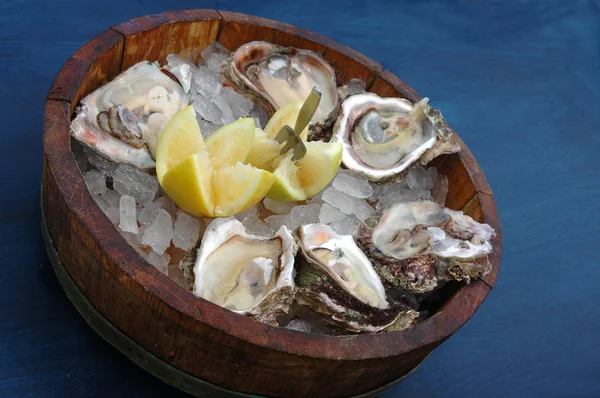 stock image Fresh Oysters