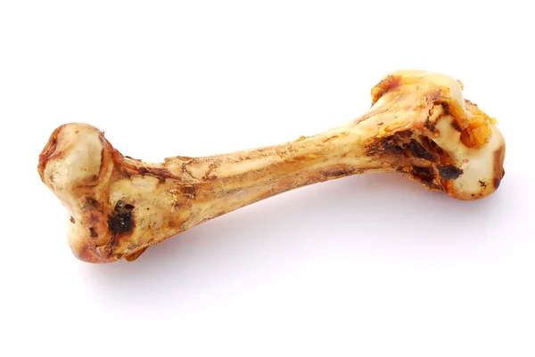 Velký pes kost — Stock fotografie