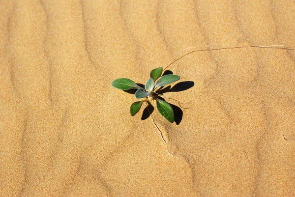 stock image Desert plant