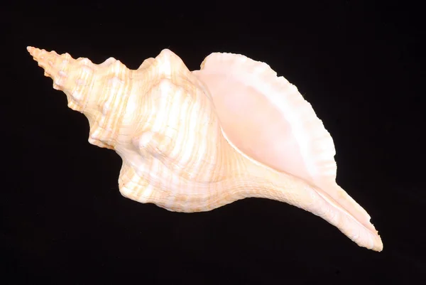 Big seashell — Stock Photo, Image