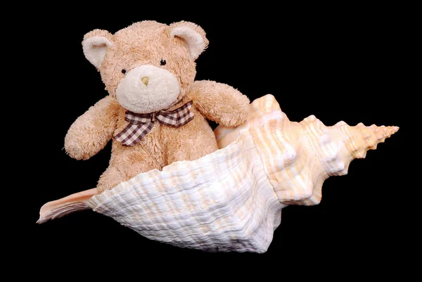 Teddy bear in seashell — Stock Photo, Image