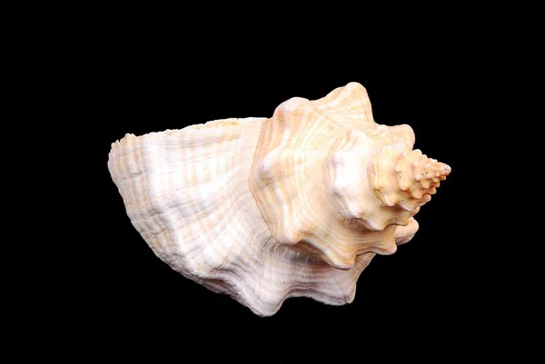 Florida horse conch seashell — Stock Photo, Image