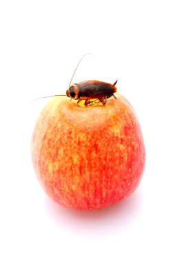 Cockroach on apple clipart