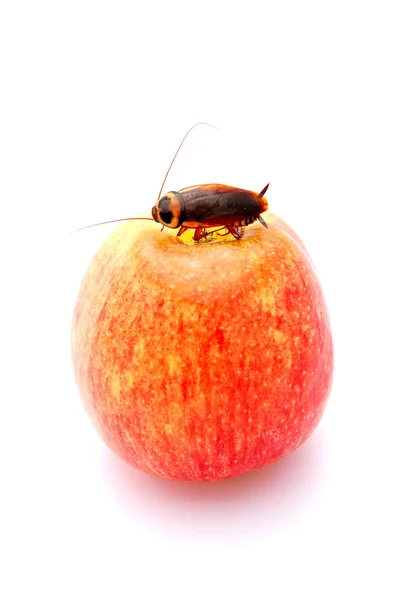 Kakkerlak op apple — Stockfoto