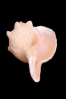 Florida horse conch sea shell clipart