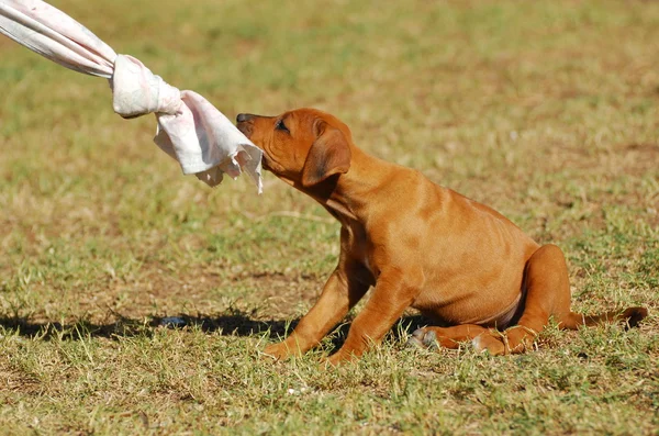 stock image Puppy playing