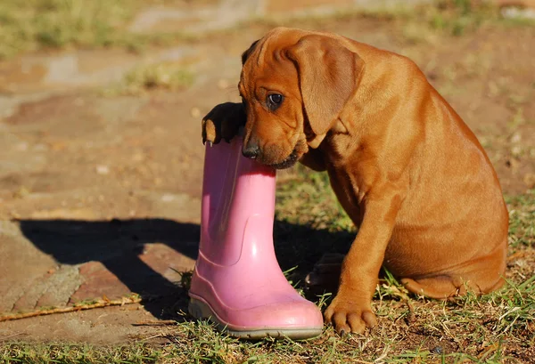 Puppy chewing on gum boot — Stock fotografie