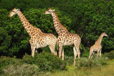 African giraffes clipart