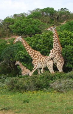 Giraffes breeding clipart