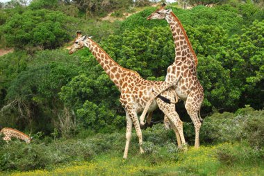 Giraffes mating clipart