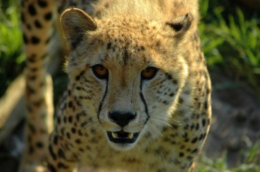 Cheetah portrait clipart