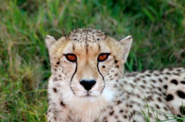 Cheetah portrait clipart