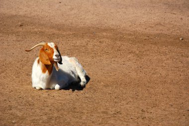 African Boer goat clipart