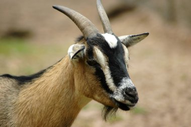 Goat head portrait clipart