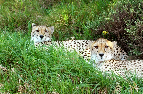 Afrikanska geparder — Stockfoto